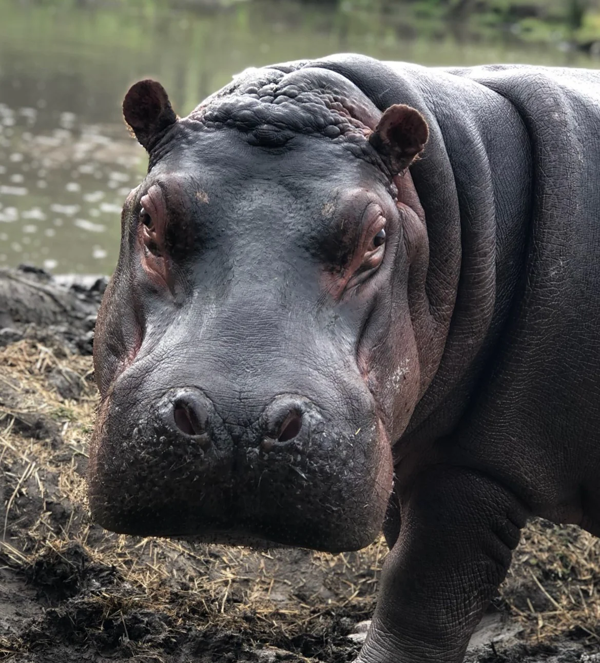 Adopt An Animal - Image 6