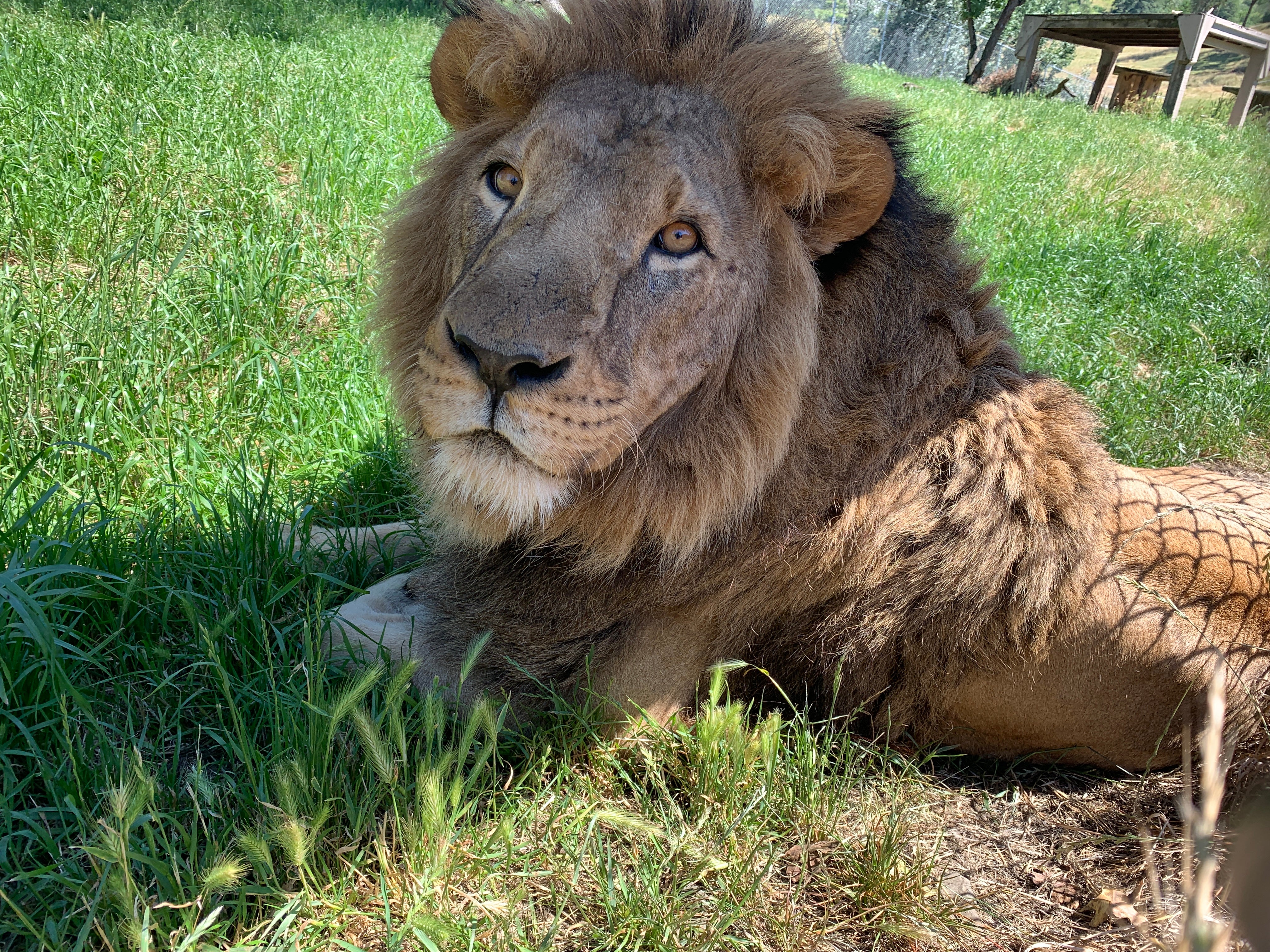 Adopt An Animal - Image 7