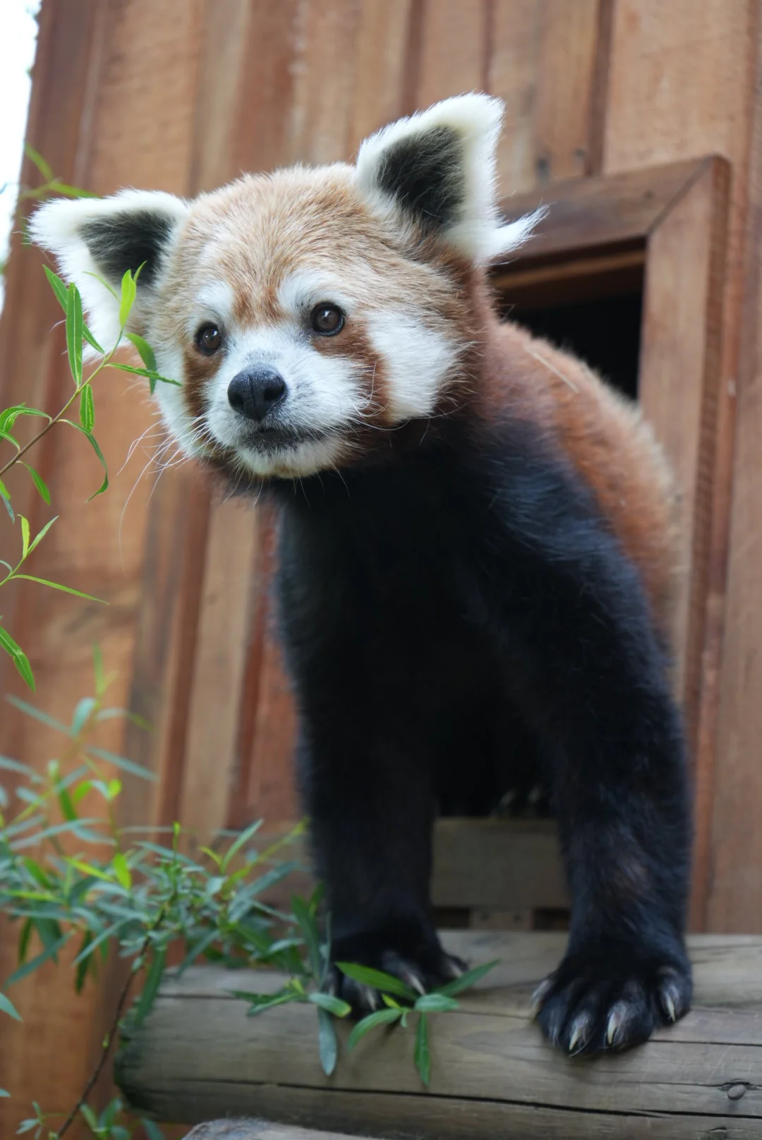 Adopt An Animal - Image 8