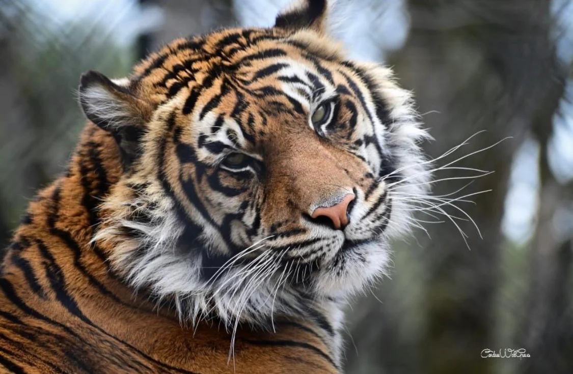 Adopt An Animal - Image 9