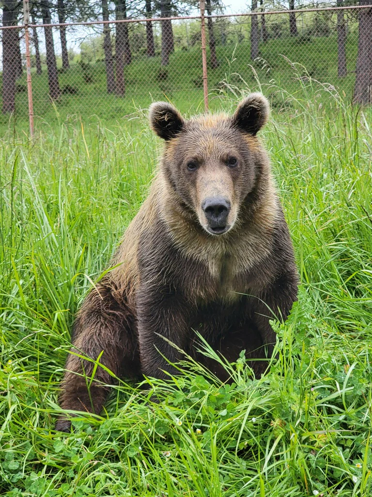 Bear Feed