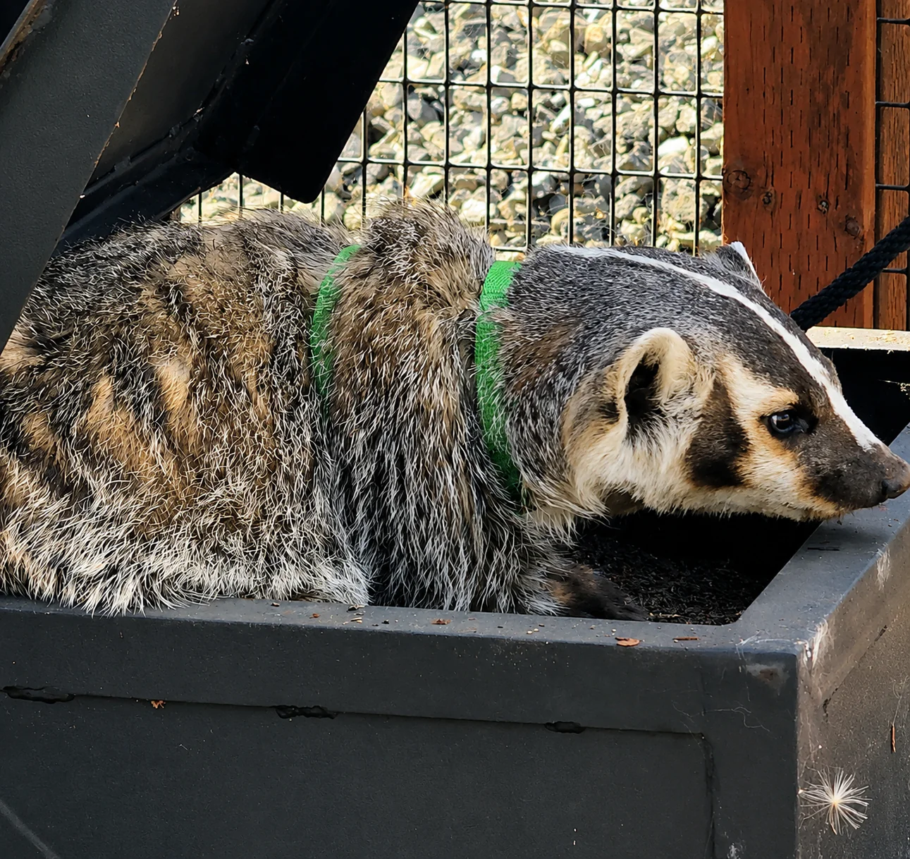 Dig Box Encounter