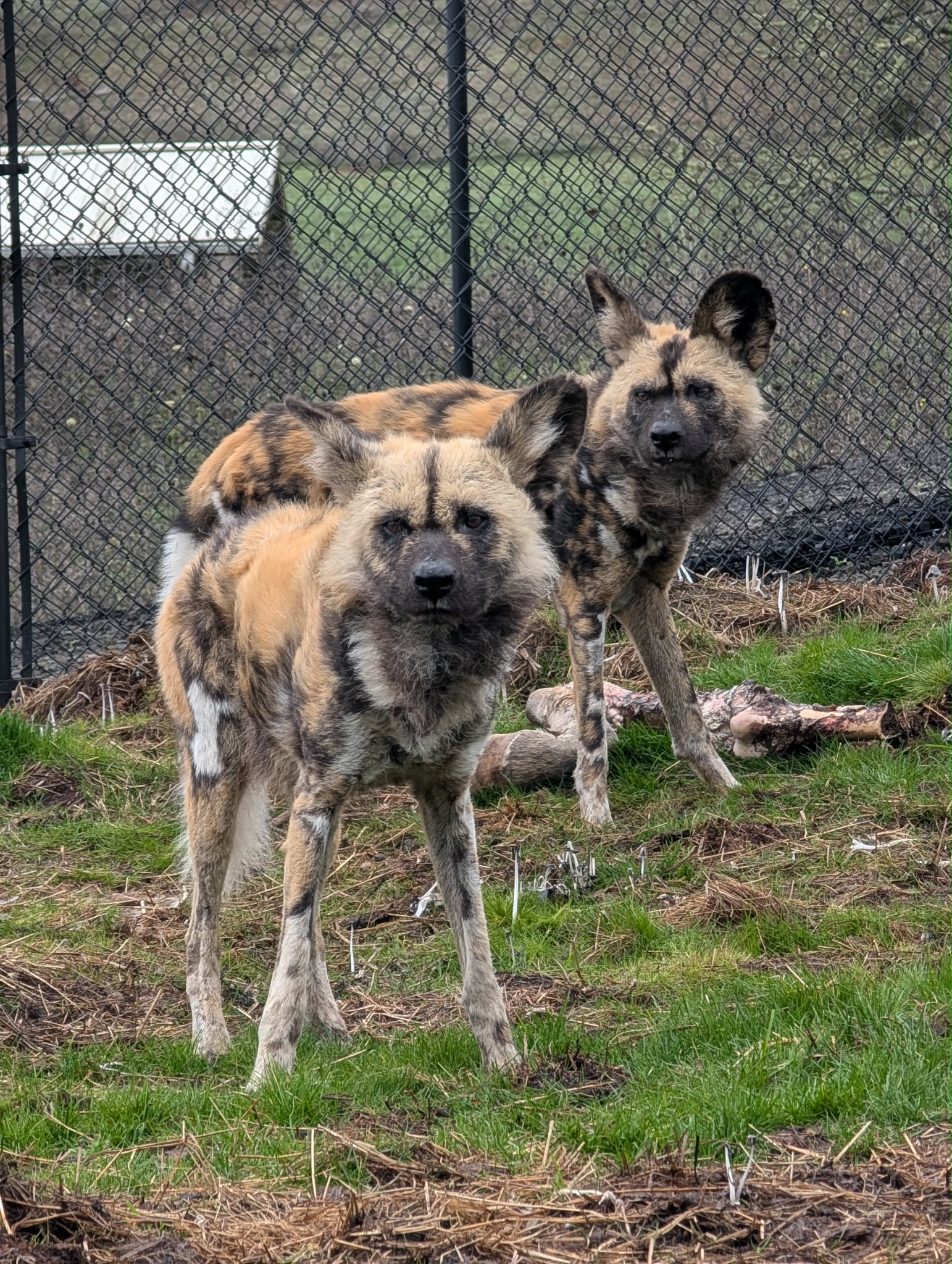 Lion/Painted Dog - Image 2